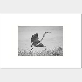 Great Blue Heron Nest Building Time Black and White Posters and Art